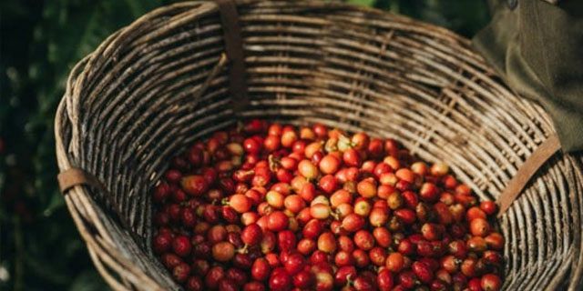 Guided coffee experience heart chamarel (2)